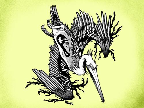 PELIKAAN